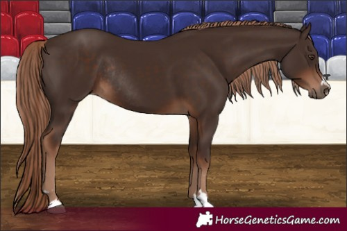 Horse Color:Liver Chestnut Rabicano 