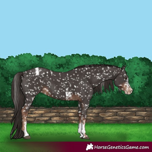 Horse Color:Liver Chestnut Sabino Appaloosa 