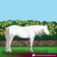 Horse Color:Gold Champagne Sabino Splash Snowflake Varnish