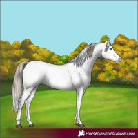 Horse Color:Liver Red Dun Sabino Splash Snowcap 