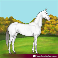 Horse Color:Liver Chestnut Sabino Splash Snowflake Varnish