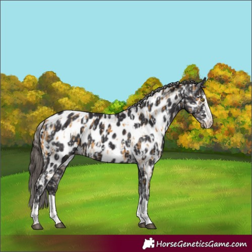 Horse Color:Palomino Near Leopard  and Smoky Black Near Leopard 