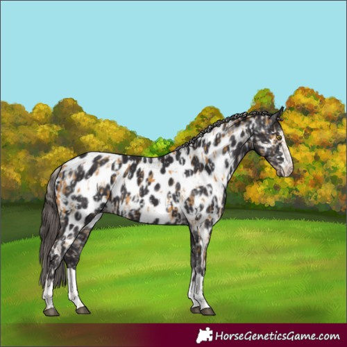 Horse Color:Palomino Appaloosa  and Smoky Black Appaloosa 