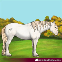 Horse Color:Buckskin Roan Pearl and Buckskin Roan Pearl Frame
