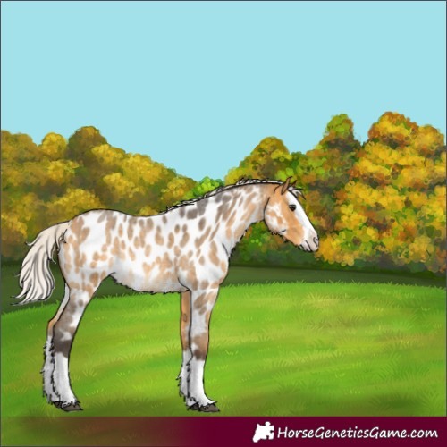 Horse Color:Silver Buckskin Roan Splash Appaloosa Rabicano 