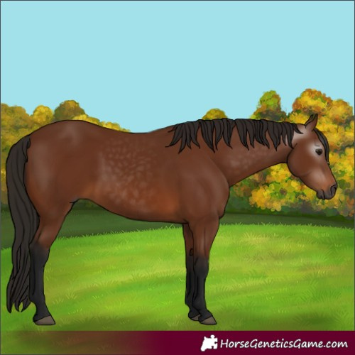 Horse Color:Gray Bay 