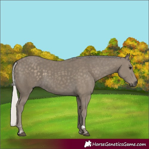 Horse Color:Silver Smoky Black 