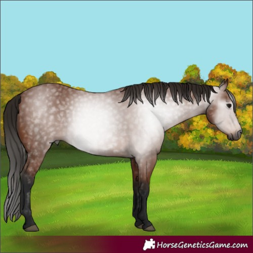 Horse Color:Gray Bay Rabicano 
