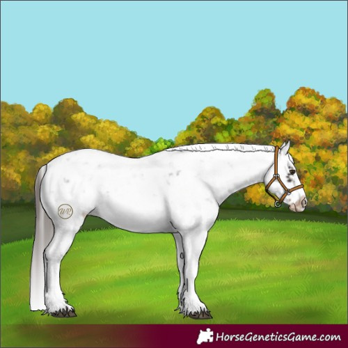 Horse Color:Liver Chestnut Sabino Splash Frame Appaloosa 