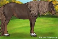 Horse Color:Liver Chestnut 