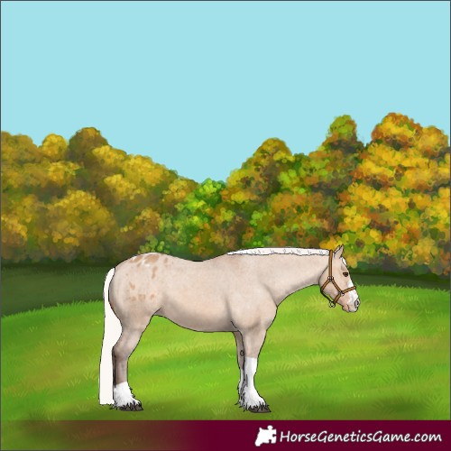 Horse Color:Silver Bay Dun Sabino Tobiano Appaloosa 