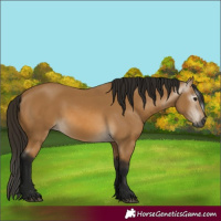 Horse Color:Gray Buckskin 