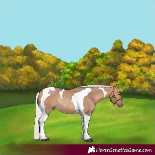 Horse Color:Silver Brown Dun Tobiano Rabicano 