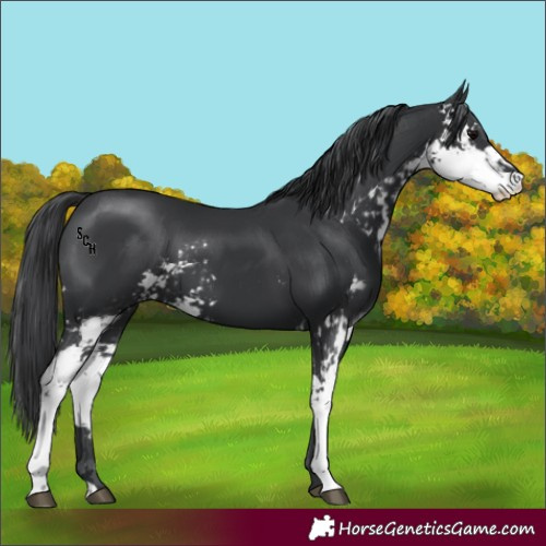 Horse Color:Black Sabino 