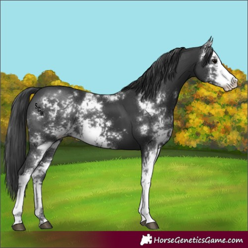 Horse Color:Black Sabino 