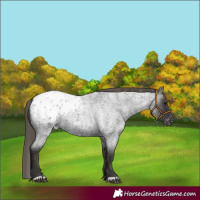 Horse Color:Smoky Blue Roan Appaloosa Rabicano 