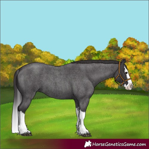 Horse Color:Smoky Blue Roan Splash 