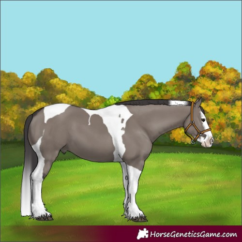 Horse Color:Smoky Grullo Splash Tobiano 