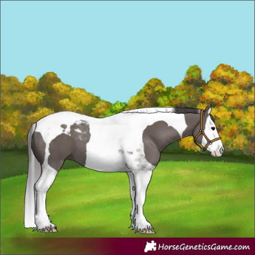 Horse Color:Smoky Grullo Splash Tobiano 