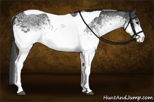 Horse Color:White Spotted Black Tobiano Rabicano 
