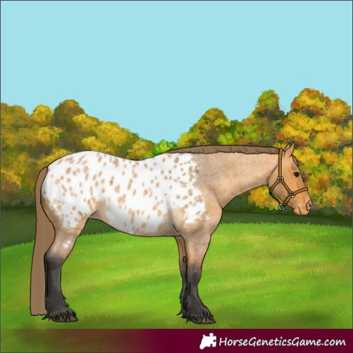 Horse Color:Buckskin Roan Appaloosa