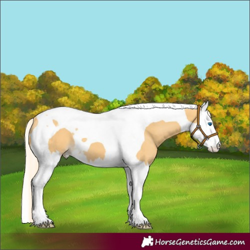 Horse Color:Palomino Splash Tobiano 