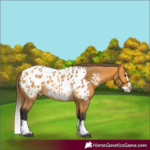 Horse Color:Buckskin Splash Appaloosa 