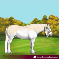 Horse Color:Gold Cream Champagne Roan Splash Rabicano 