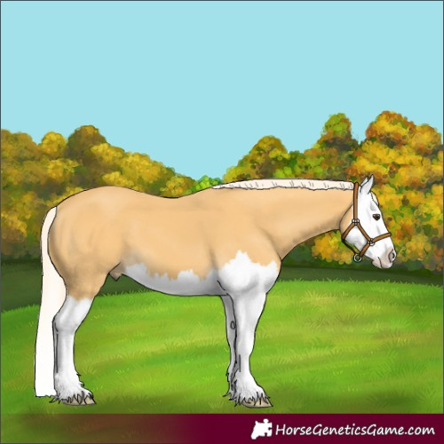 Horse Color:Palomino Splash 