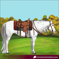 Horse Color:Liver Chestnut Sabino Splash Appaloosa 