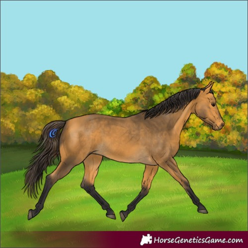 Horse Color:Buckskin
