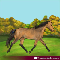 Horse Color:Buckskin 