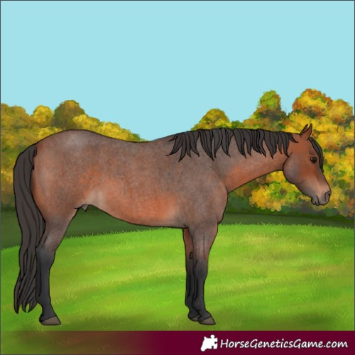 Horse Color:Bay Roan 