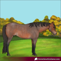 Horse Color:Bay Roan 