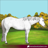 Horse Color:Liver Chestnut Sabino Splash Snowflake Varnish