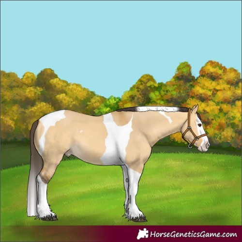 Horse Color:Buckskin Dun Splash Tobiano 