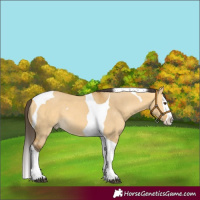 Horse Color:Buckskin Dun Splash Tobiano