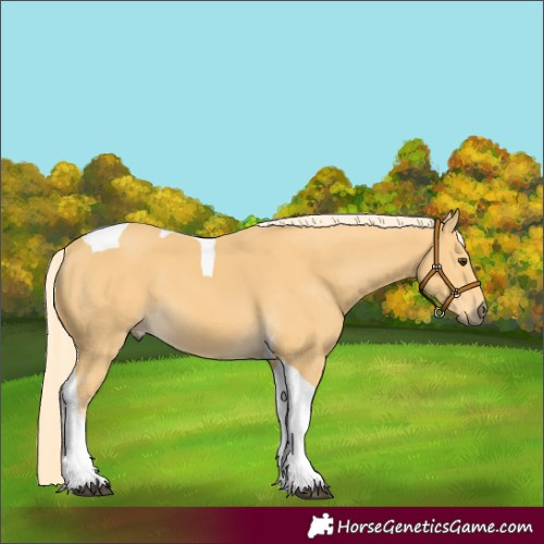 Horse Color:Palomino Tobiano 