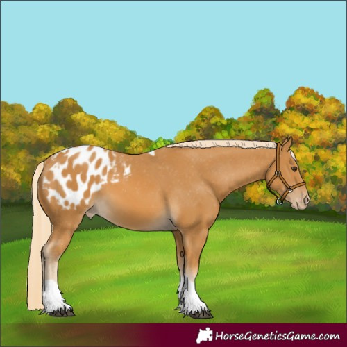 Horse Color:Palomino Tobiano Blanket 