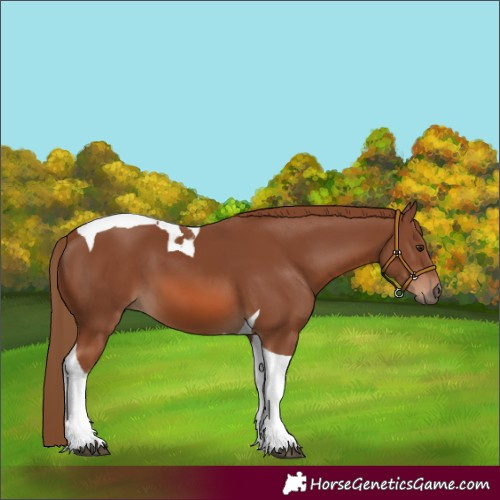 Horse Color:Chestnut Tobiano 