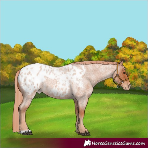 Horse Color:Red Roan Appaloosa 