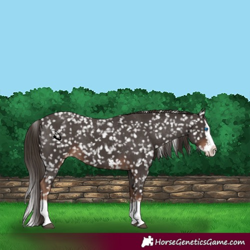 Horse Color:Liver Chestnut Sabino Splash Snowflake Varnish