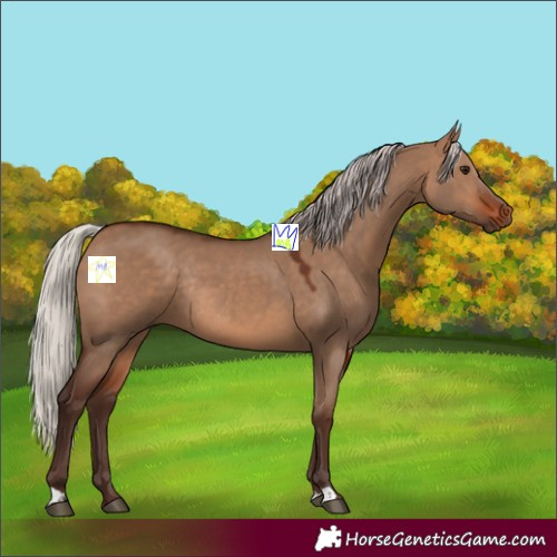 Horse Color:Silver Brown Dun Rabicano 