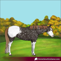 Horse Color:Liver Chestnut Sabino Splash Snowcap 