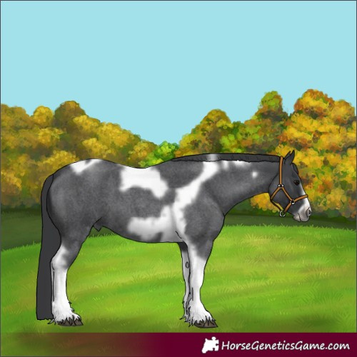 Horse Color:Blue Roan Tobiano Frame 