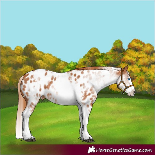 Horse Color:White Spotted Chestnut Splash Tobiano Appaloosa 