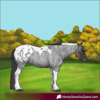 Horse Color:Blue Roan Tobiano Appaloosa 