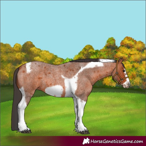 Horse Color:Bay Roan Tobiano Frame 