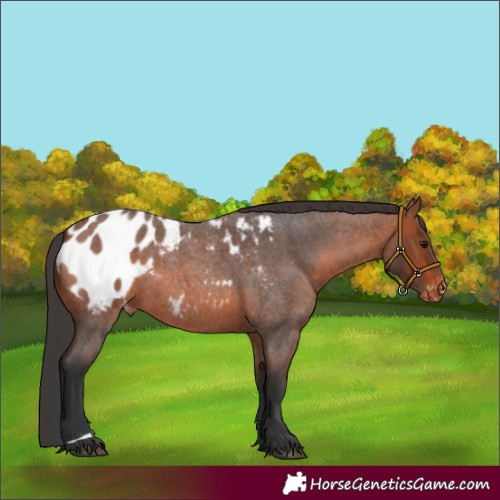 Horse Color:Bay Roan Appaloosa 
