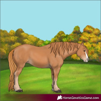 Horse Color:Chestnut Splash 